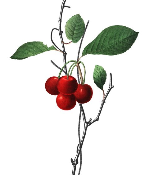 cherries, rita omokha