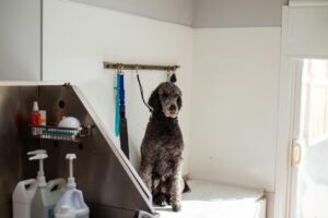 Professional pet grooming salon with modern equipment and styling stations