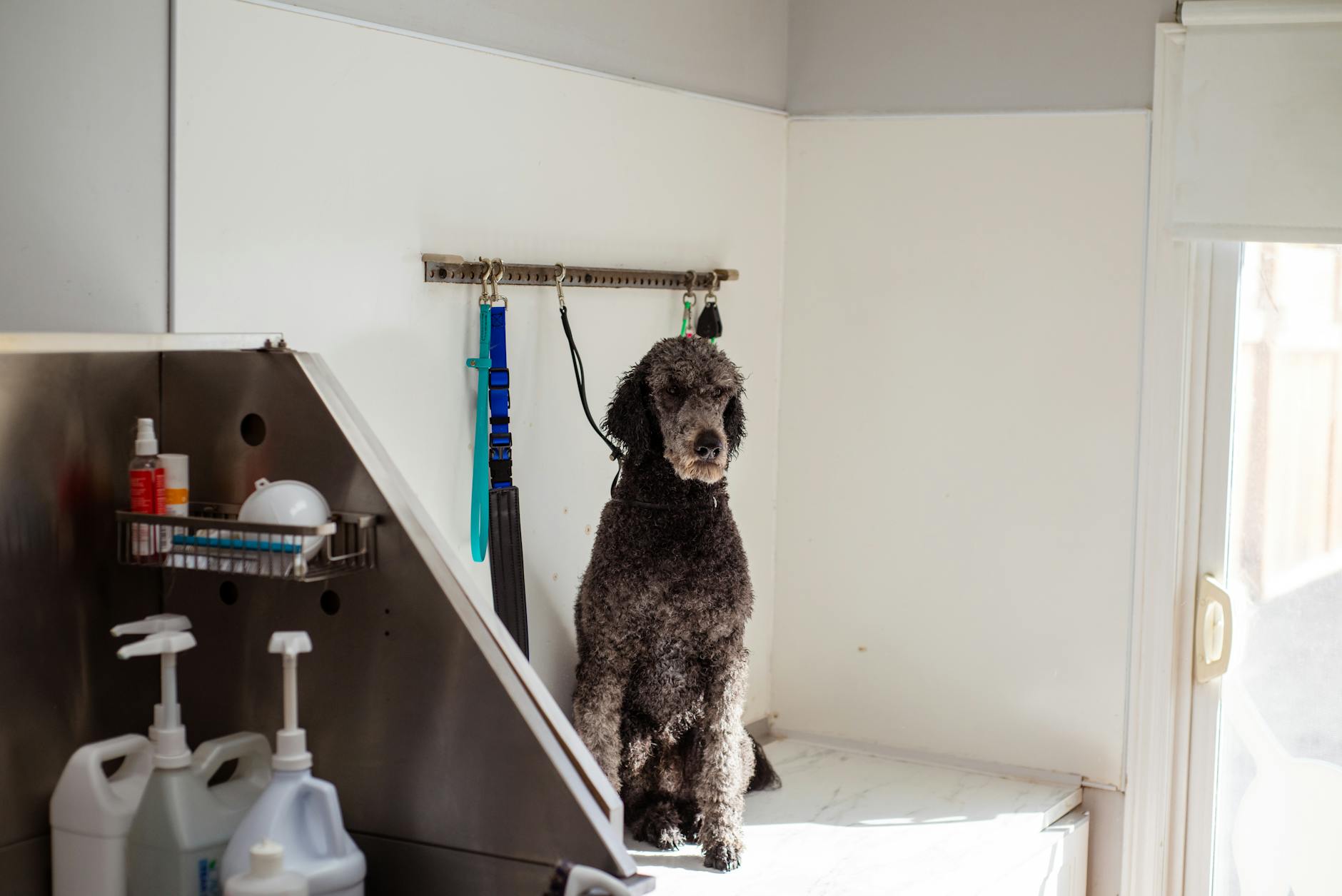 Professional pet grooming salon with modern equipment and styling stations