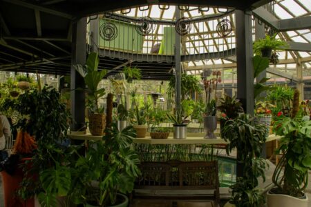 Interior view of botanical greenhouse with lush tropical plants and glass ceiling structure
