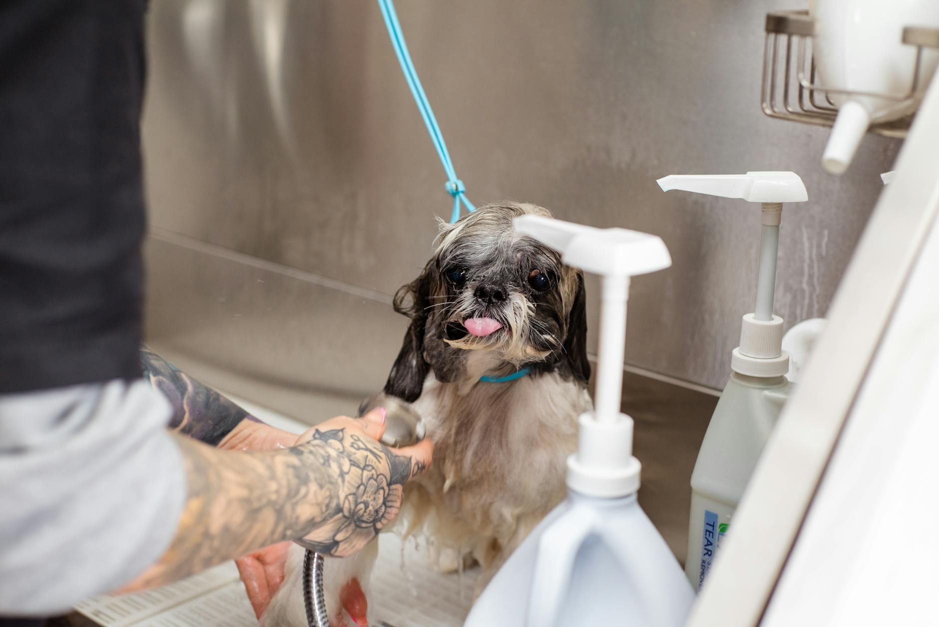 Upscale pet spa facility with premium grooming equipment and comfortable seating