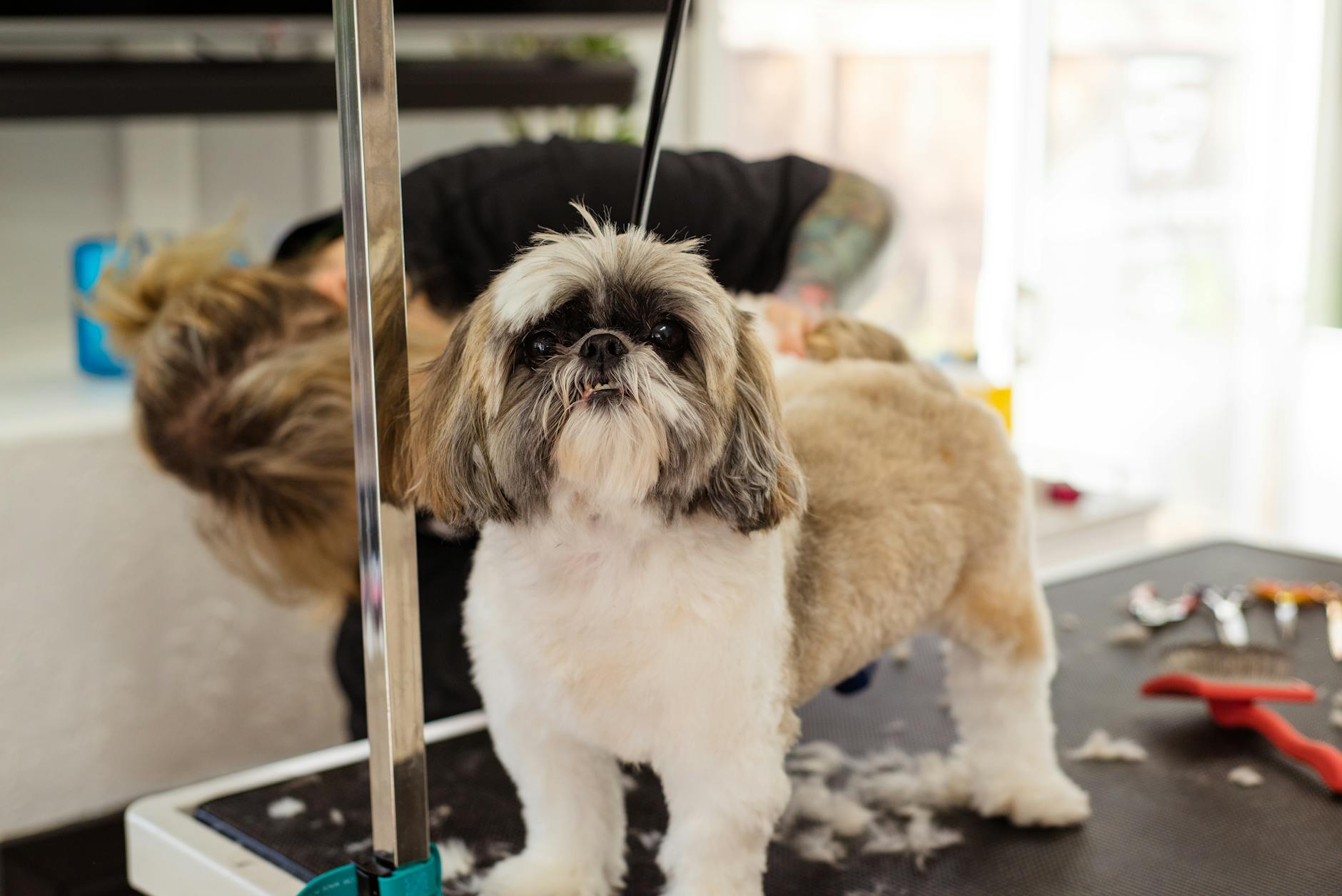 Well-groomed dogs showcasing professional styling and luxury pet care results