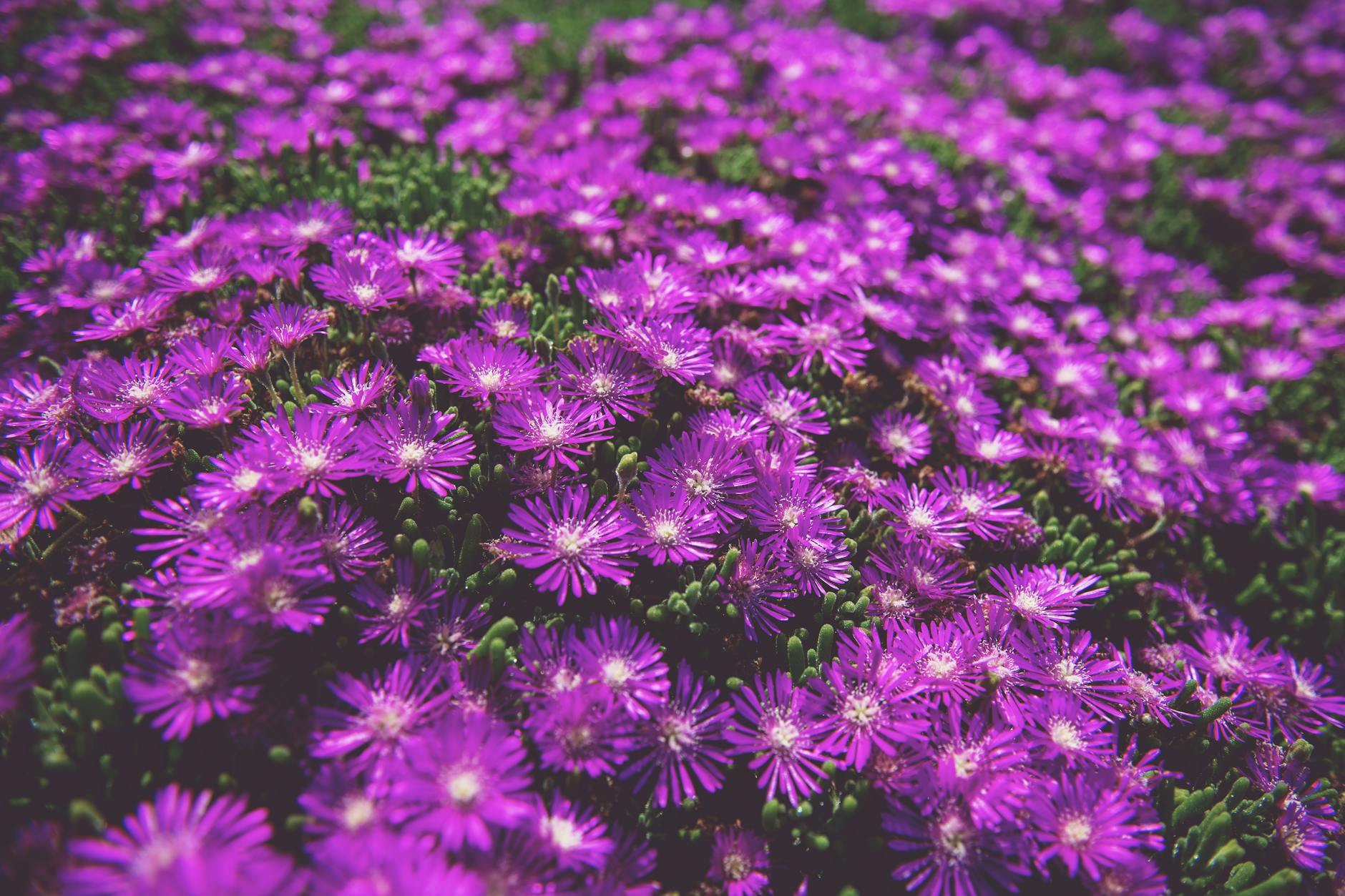 Purple bakuchiol plant flowers in natural outdoor setting