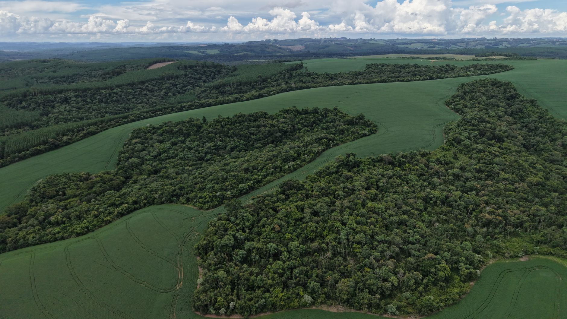 Workers collecting natural materials in a Brazilian forest environment