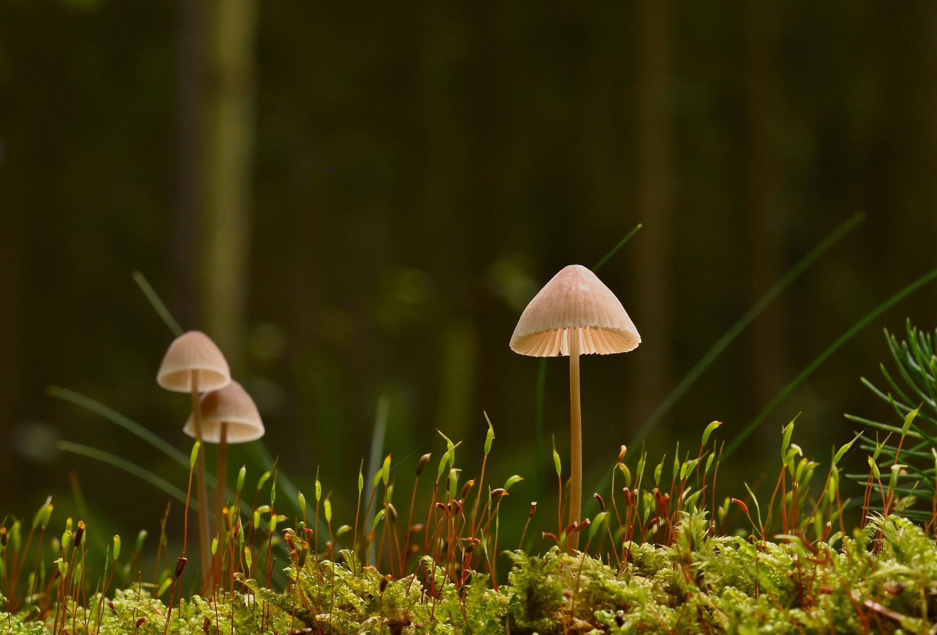 Wild mushrooms growing on forest floor, referencing the pop-up's central design motif