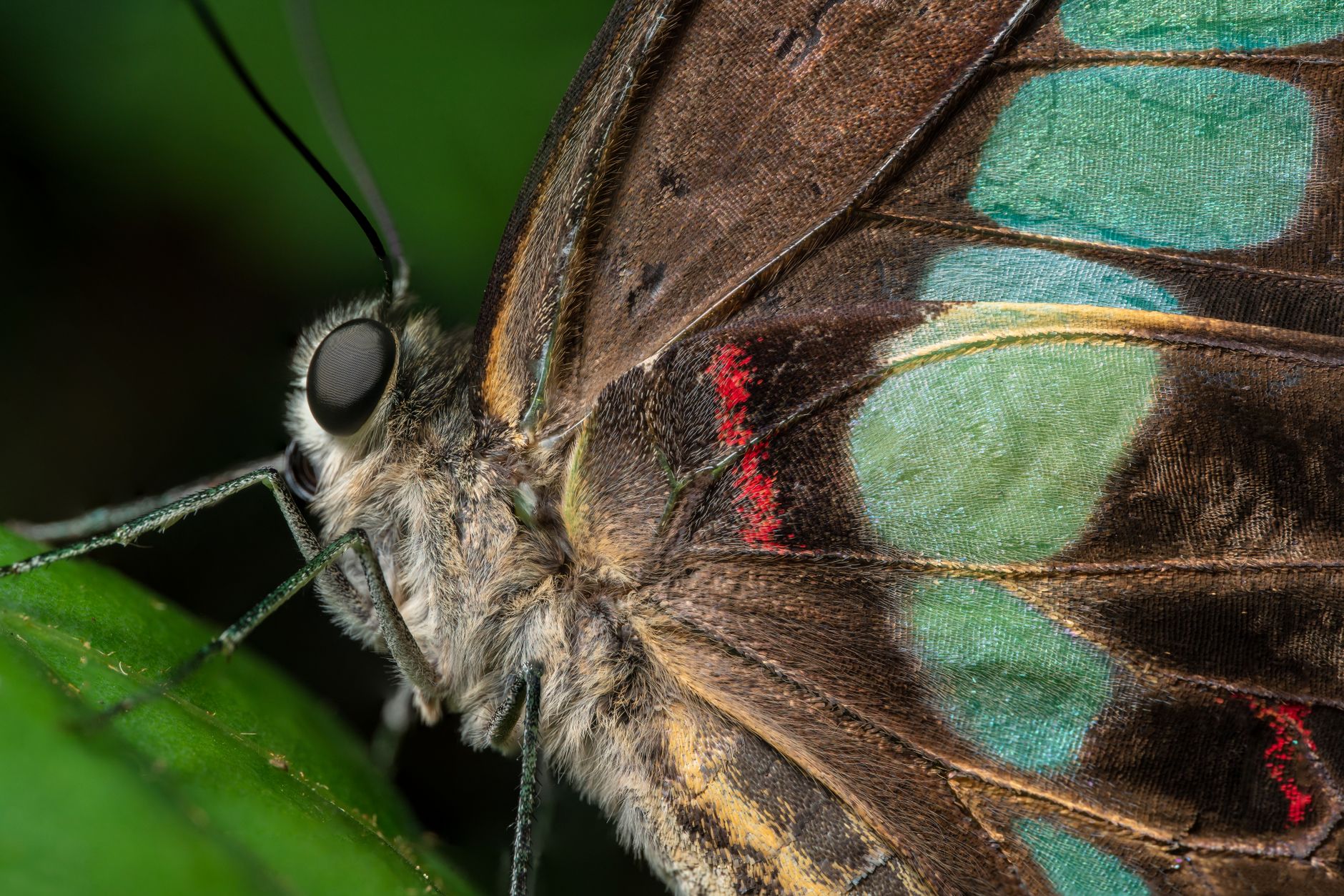 Butterfly-shaped decorative motif on an evening shoe